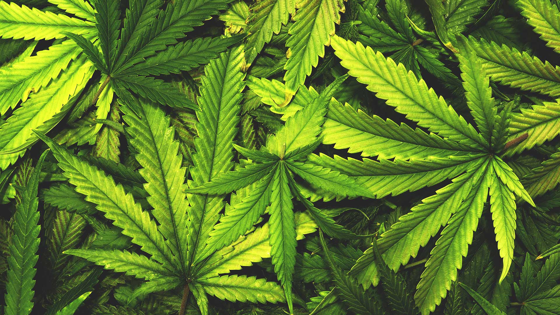 Cannabis Background
